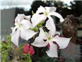 Pachypodium saundersii